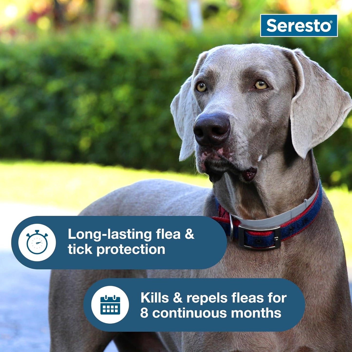 Seresto Large Dog Flea & Tick Prevention Collar - Vet-Recommended for Dogs Over 18 lbs | 2-Pack