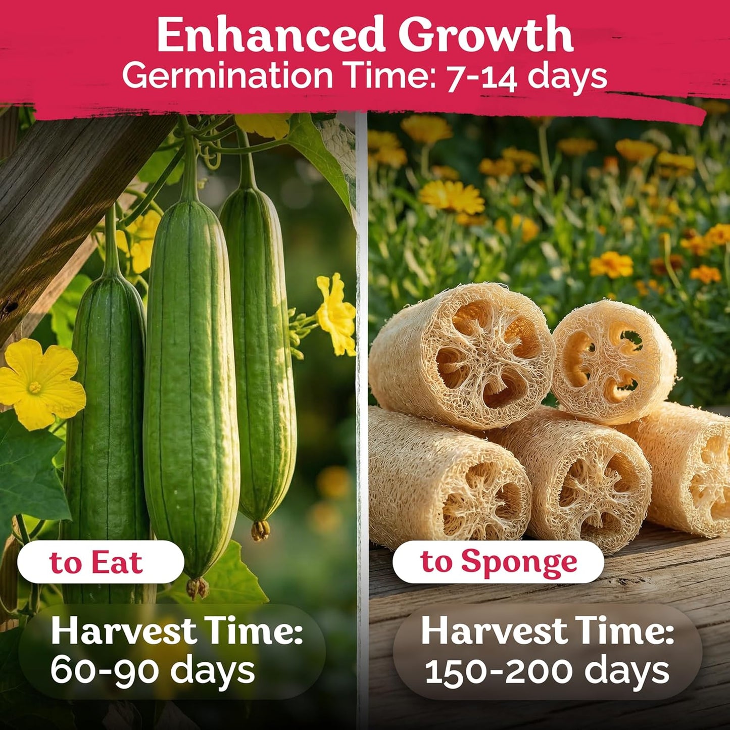 KVITER Luffa Seeds - Organic Heirloom Loofah Sponge Gourd Seeds for Home Gardening | 40 Count