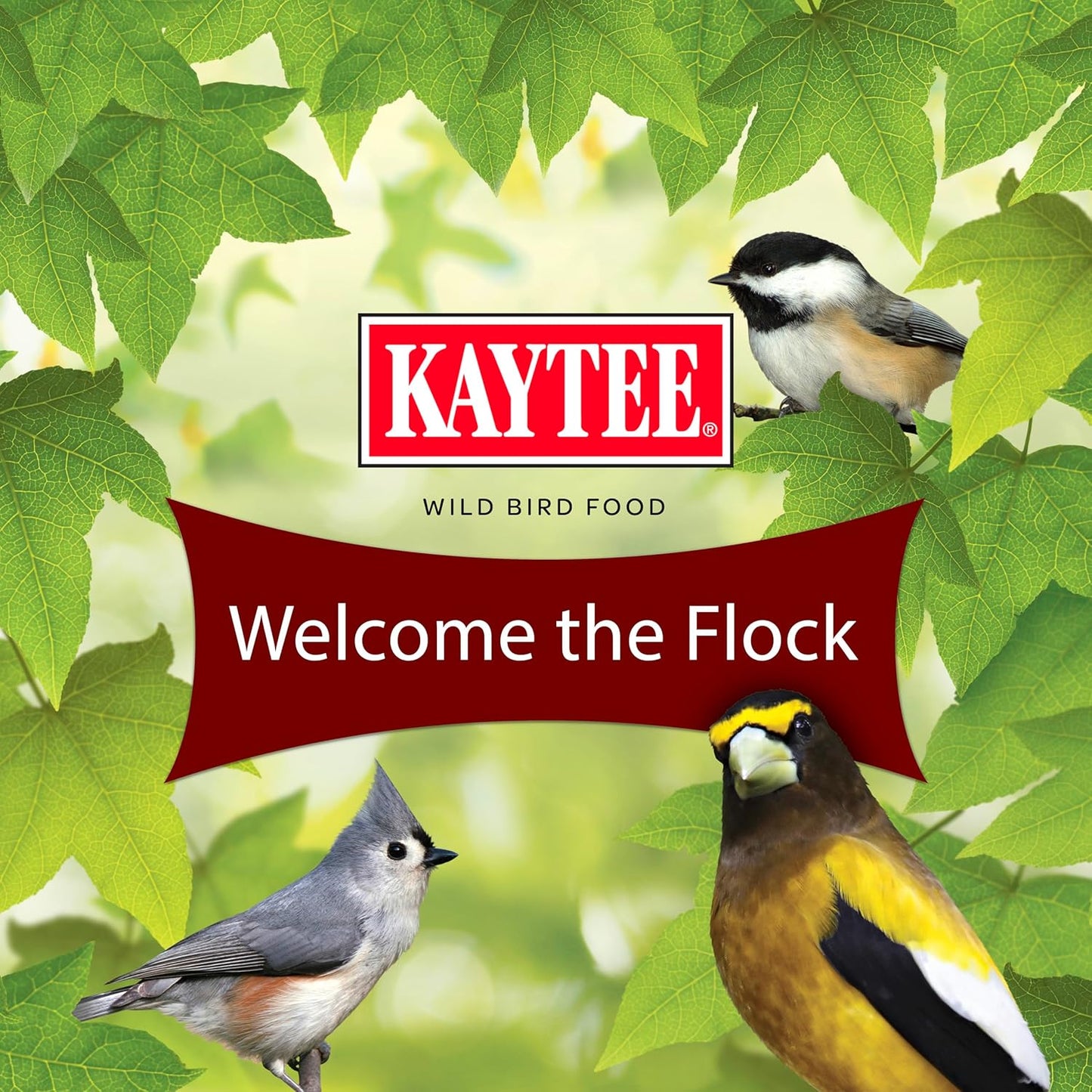 Kaytee Songbird Wild Bird Seed - Premium Blend for Grosbeaks, Cardinals & More | 7 Pounds