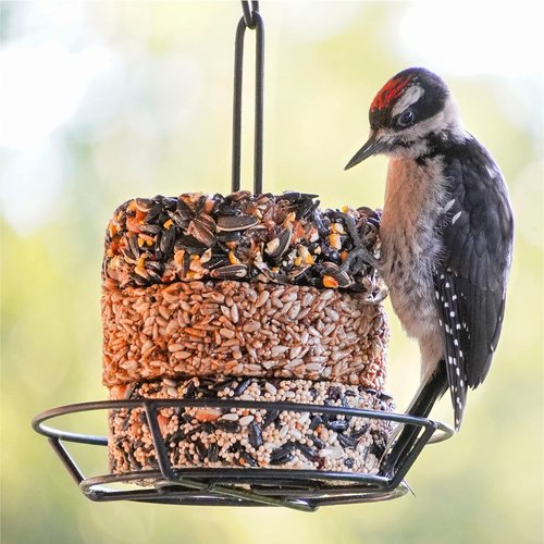 Audubon Park Wild Bird Food - Nut & Fruit Snack Stack Bird Seed Cake | 6-Pack for Outdoor Feeders