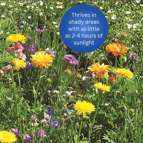 Earth Science Shady Wildflower Mix - 6 lb Premium Non-GMO Seed Blend with Plant Food & Soil Conditioners
