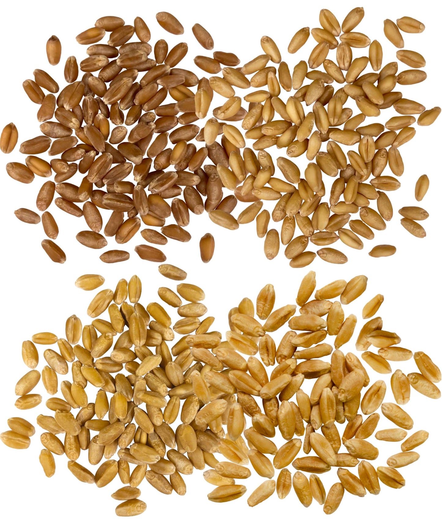 Palouse Brand Certified Glyphosate Residue Free Hard White, Soft White, Red Spring and Winter Wheat Berries | 20 LBS | Non-GMO Project Verified | Kosher (4-5 lb bags each)