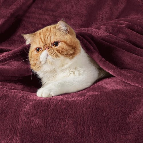 Bedsure GentleSoft Fleece Throw Blanket - Cozy Burgundy Red 300GSM Plush Blanket for Couch & Bed, 50x60 Inches