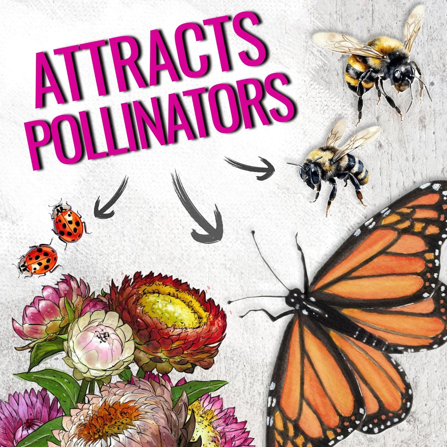 Seed Needs Strawflower Seeds - Heirloom Annual Flower Seeds for Colorful Butterfly Gardens | 1 Pack