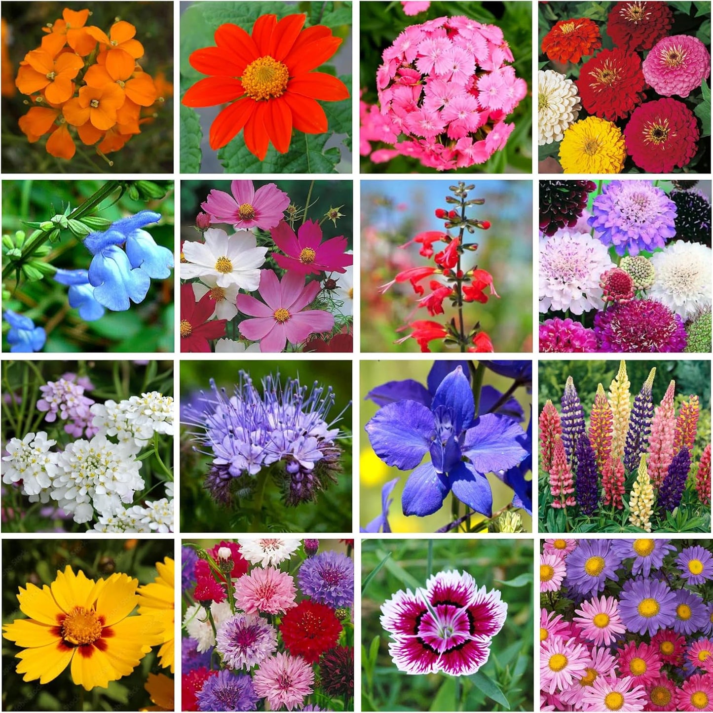 Wildflower Seeds Bulk - 40,000+ Non-GMO Butterfly & Hummingbird Mix | 1 Oz. Pollinator Flower Seeds