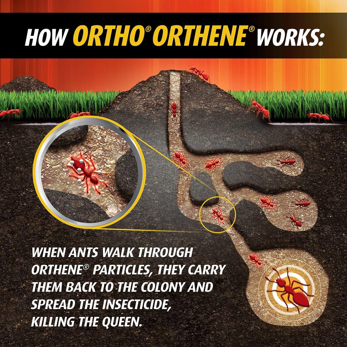 Ortho Orthene Fire Ant Killer - Effective Mound Treatment, Kills Queens, No Watering Needed, 12 oz