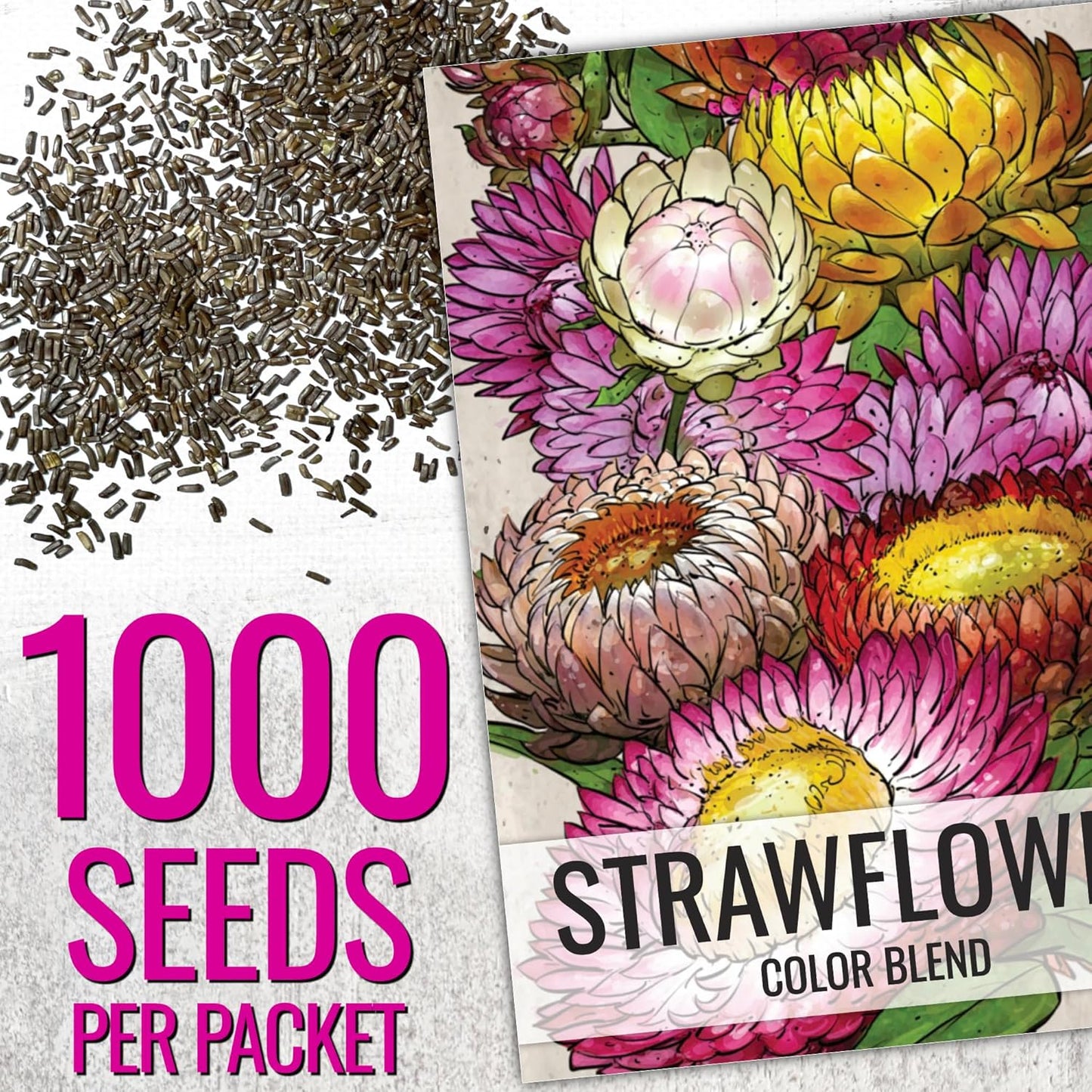 Seed Needs Strawflower Seeds - Heirloom Annual Flower Seeds for Colorful Butterfly Gardens | 1 Pack