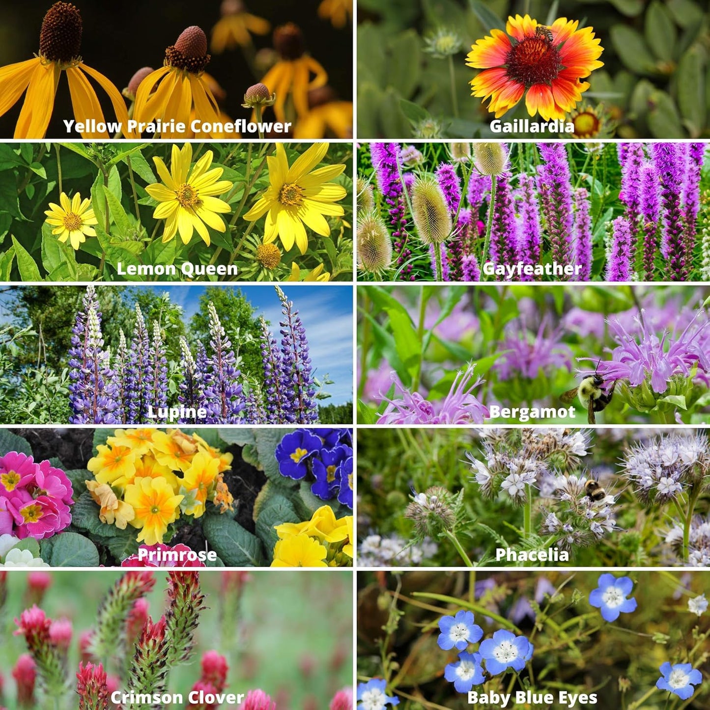 Wildflower Seeds | Save The Bees Mix - 80,000+ Non-GMO Seeds in 2 Oz. for Pollinator-Friendly Planting