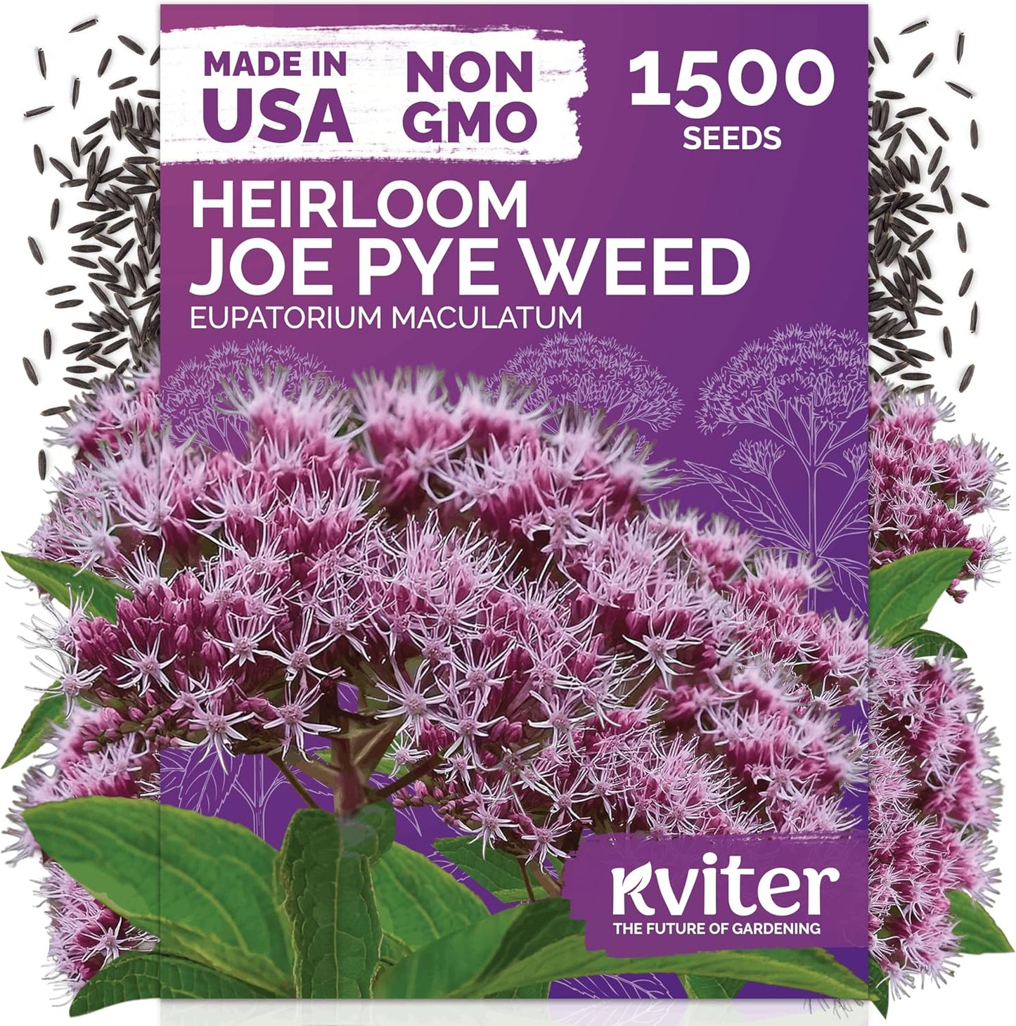 KVITER 1500 Joe Pye Weed Seeds - Aromatic Pink Wildflower, Butterfly Magnet | Perennial Flower Packets