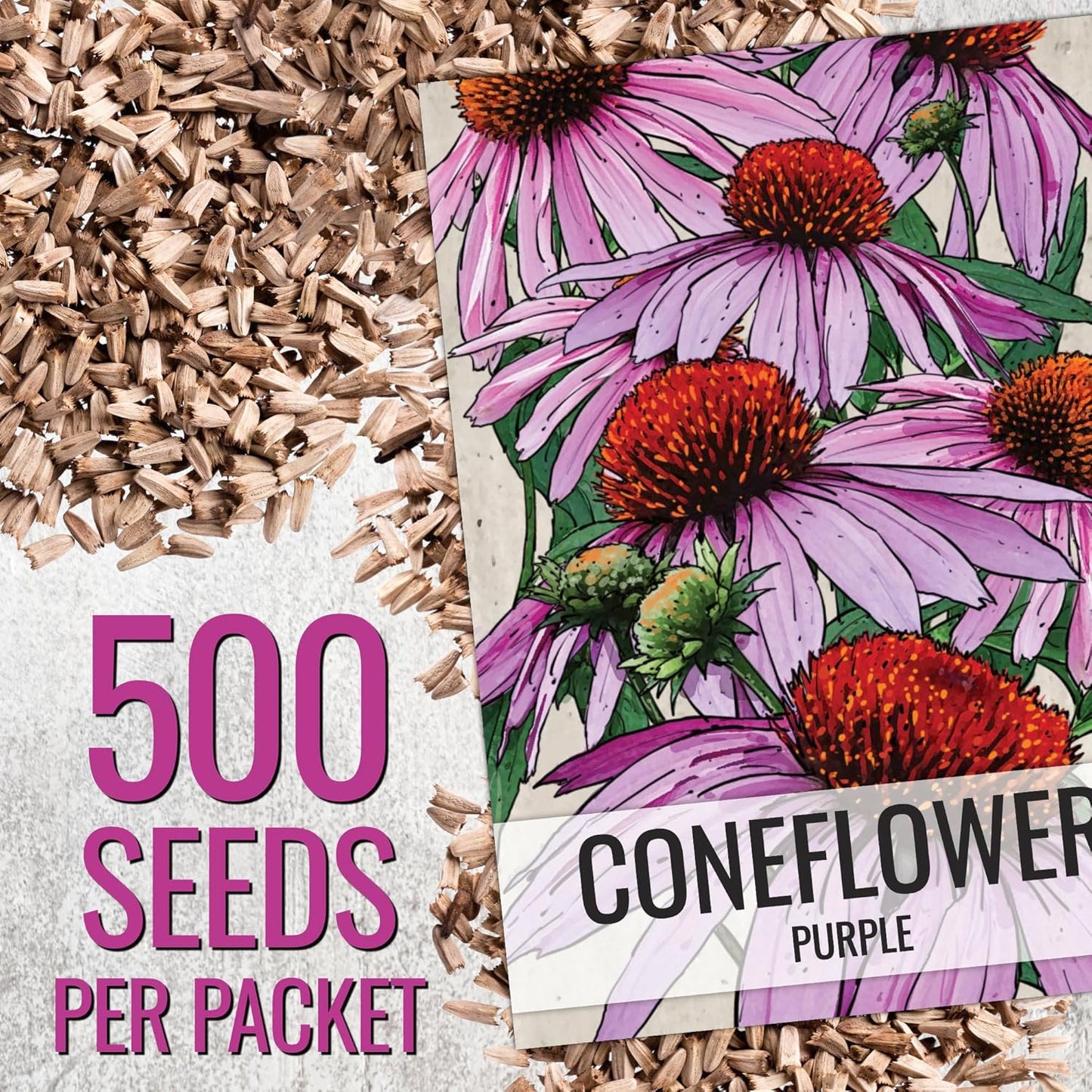 Seed Needs Coneflower Seeds - Purple Echinacea Heirloom Perennial Medicinal Flower - Ideal for Butterfly Gardens (1 Pack)