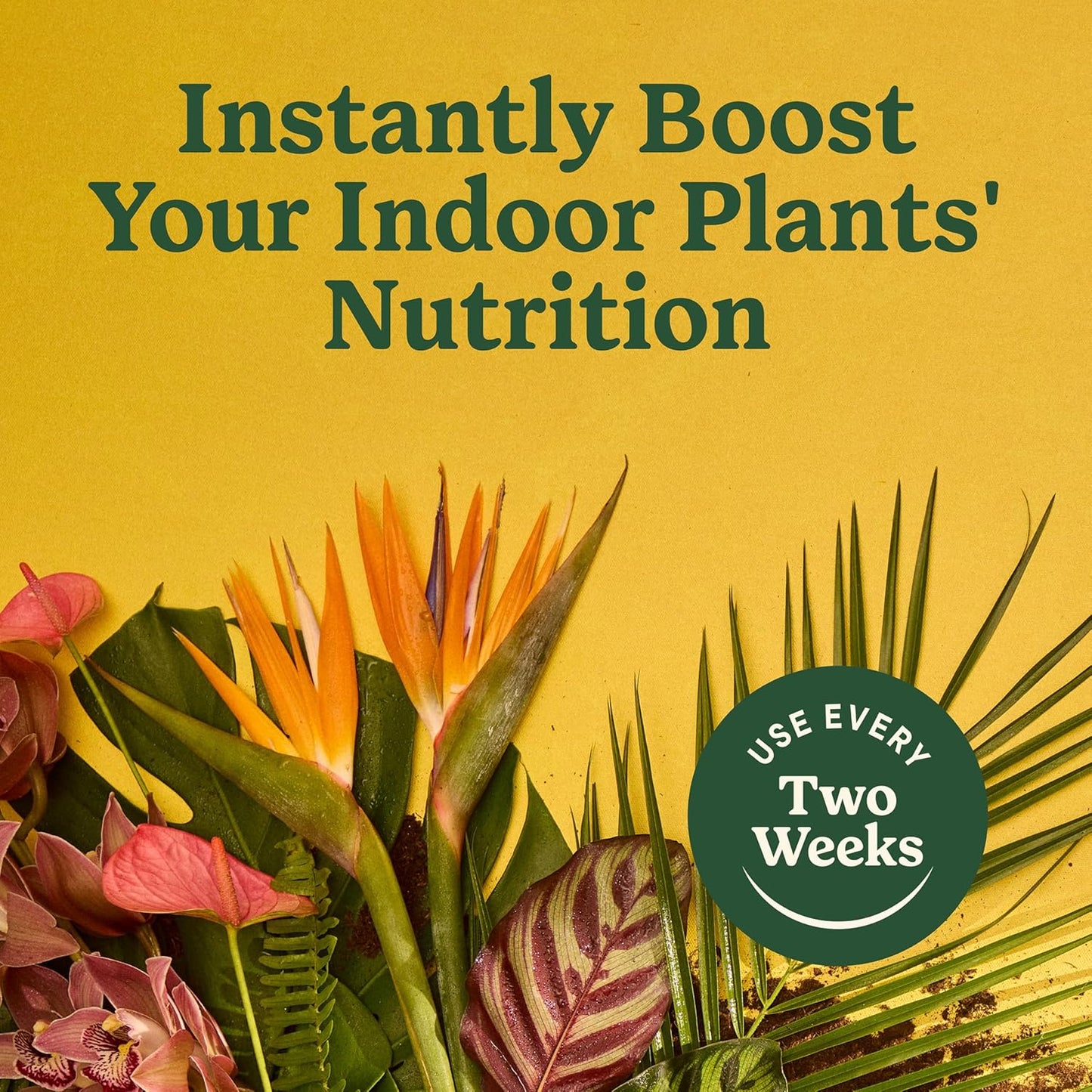 Miracle-Gro Indoor Plant Food - Liquid Nutrient Solution for Houseplants & Flowers | 8 fl. oz., 2-Pack