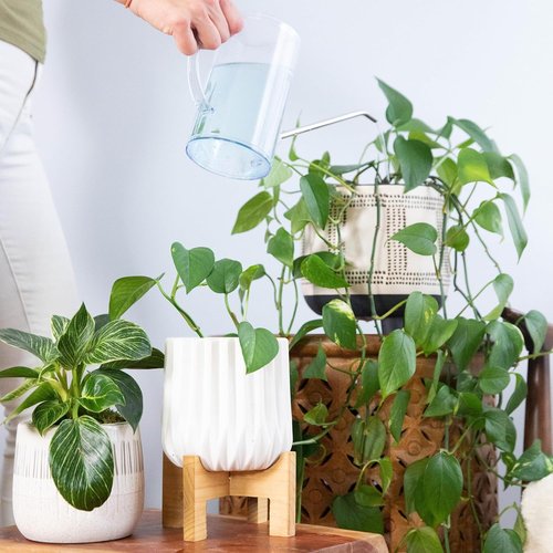 Houseplant Fertilizer - Self-Dissolving Tablets for Easy Indoor Plant Feeding | Instant Plant Food (4 Tablets)