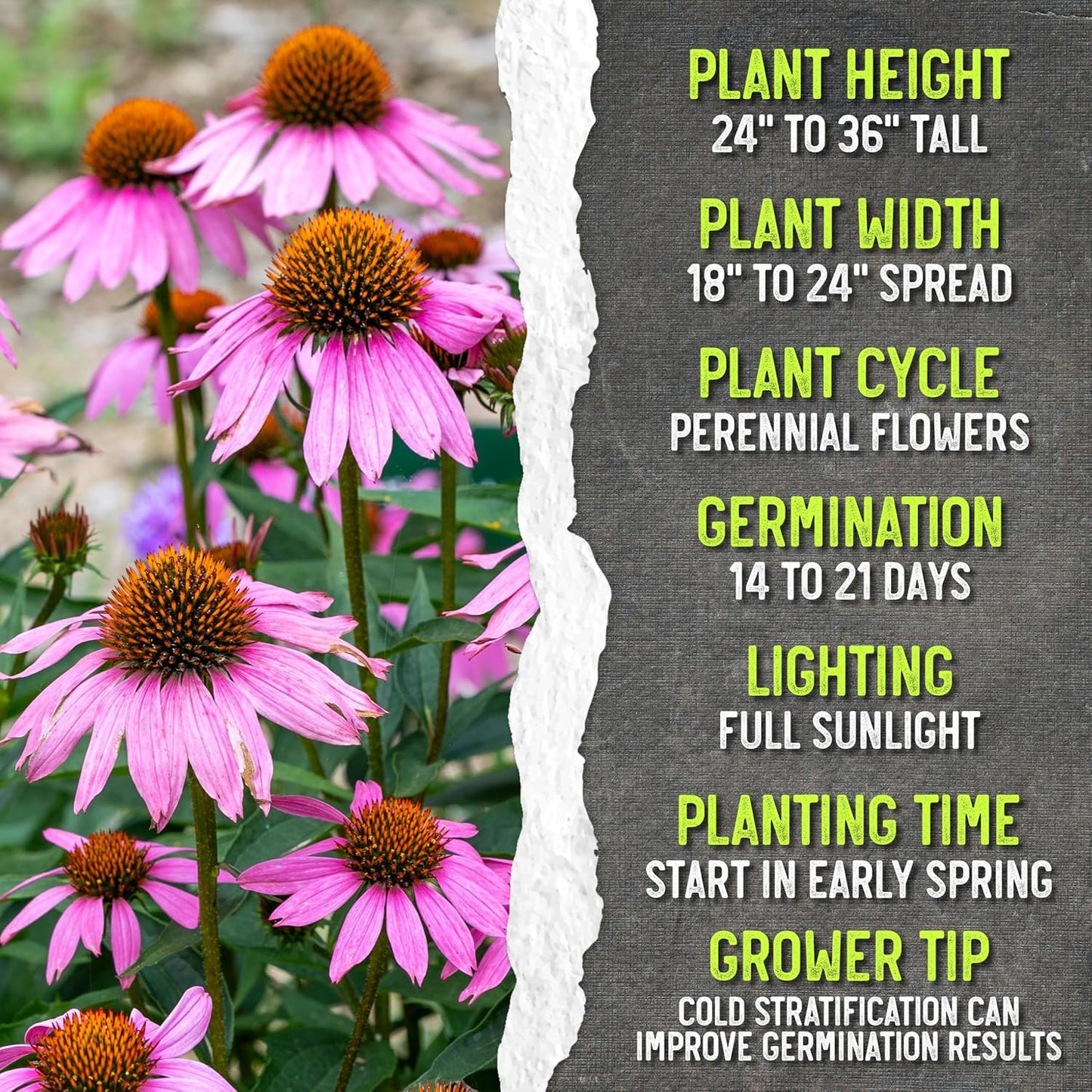 Seed Needs Coneflower Seeds - Purple Echinacea Heirloom Perennial Medicinal Flower - Ideal for Butterfly Gardens (1 Pack)