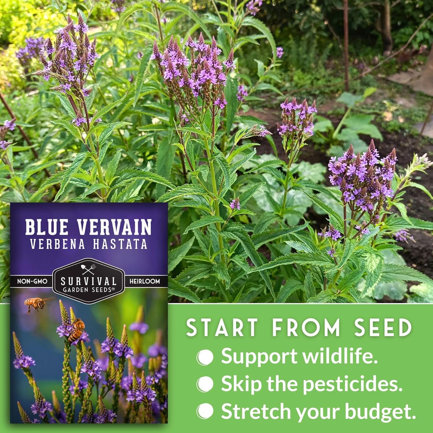 Survival Garden Seeds Blue Vervain Seeds - North American Native Wildflower | Butterfly Magnet - 1 Pack
