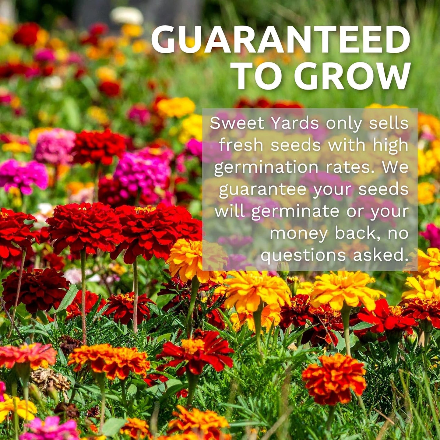 Wildflower Seed Mix by Drought Tolerant - Extra Large Packet with 7,500 Non-GMO Seeds - 21 Dryland Species