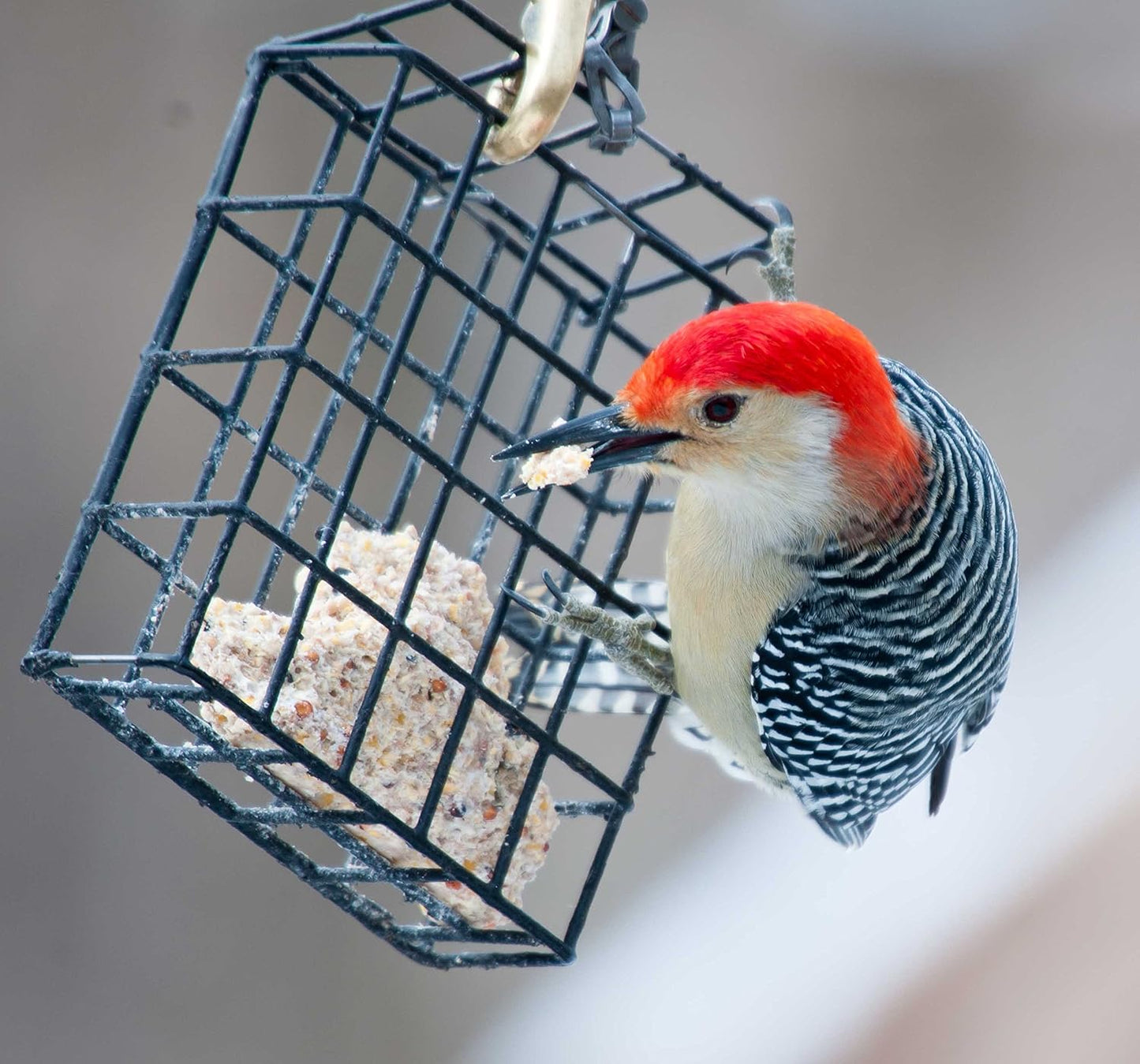 St. Albans Bay Suet Plus Wild Bird Suet Cakes - High Energy Variety Pack, 11 oz | 10 Pack