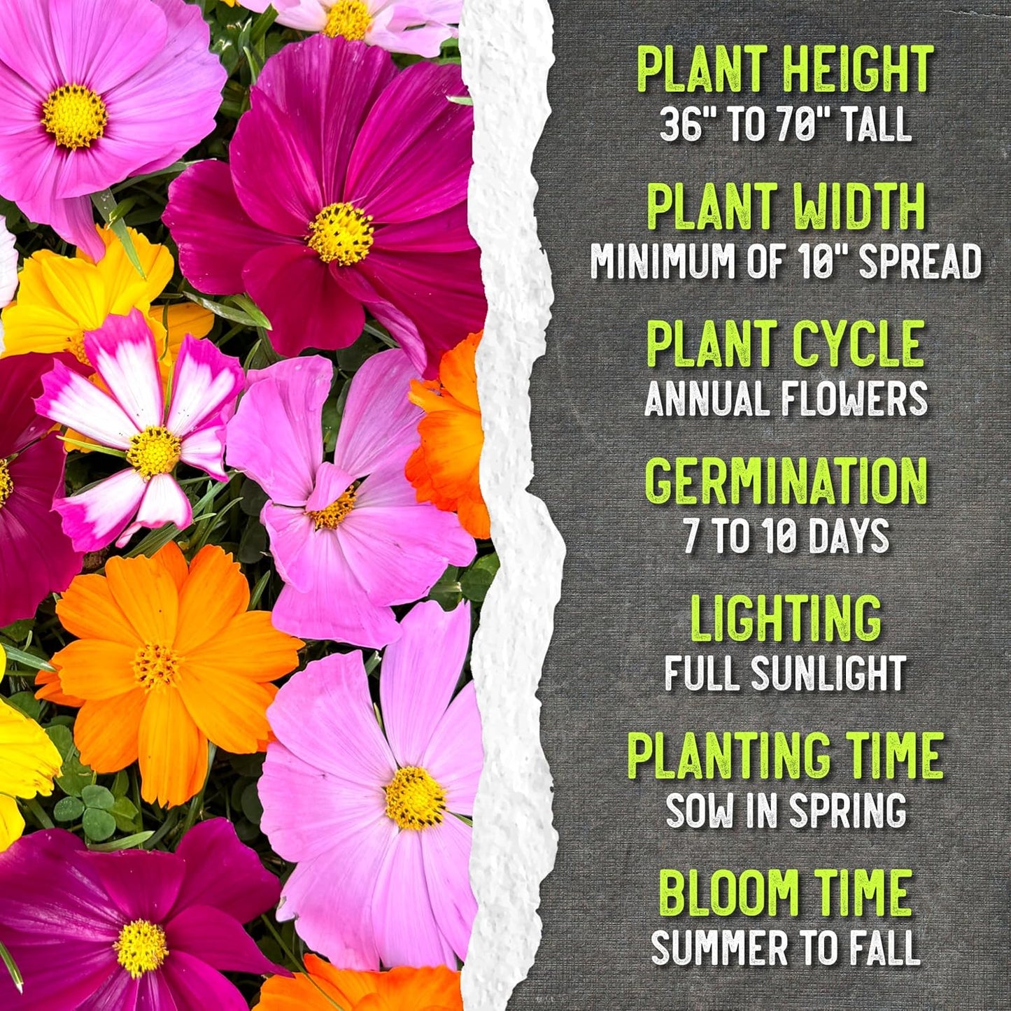 Seed Needs Cosmos Flower Seeds - Crazy Blend of 10+ Varieties | Open Pollinated & Untreated | Resealable Packaging
