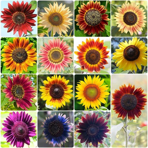 Groundio Sunflower Seeds - 15+ Varieties for Planting | 1 Oz Pack of 300+ Colorful Seeds for Garden