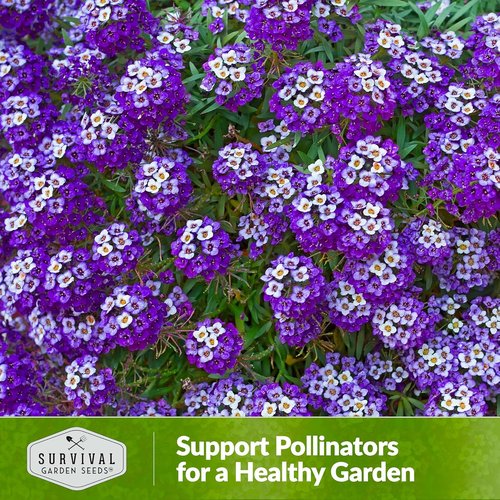 Alyssum Seeds for Planting - Sweet Royal Carpet Purple - Fragrant Non-GMO Perennial Flower | 1 Pack