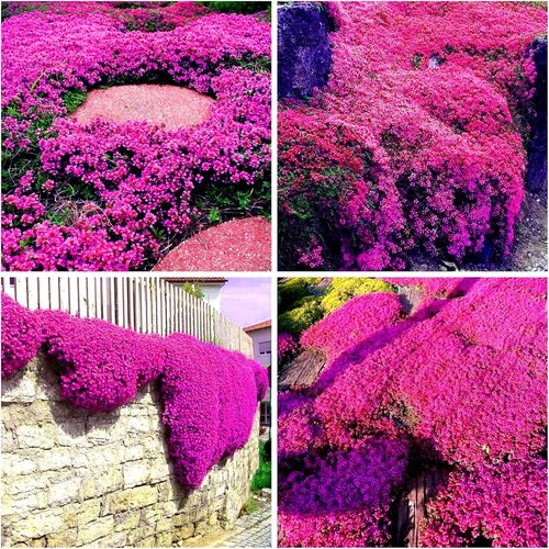 Creeping Thyme Seeds - 20,000 Non-GMO Heirloom Seeds for Perennial Ground Cover Plants