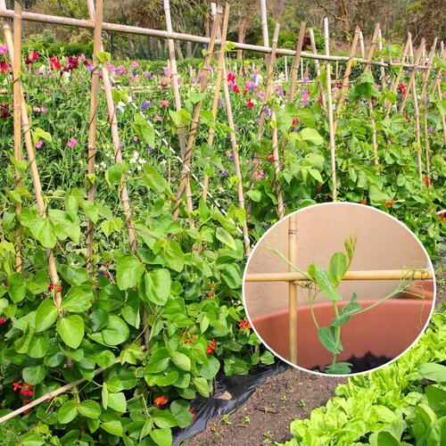 GAGINANG Bamboo Garden Stakes - 4FT Sturdy Natural Support for Climbing Plants | 25Pcs Set