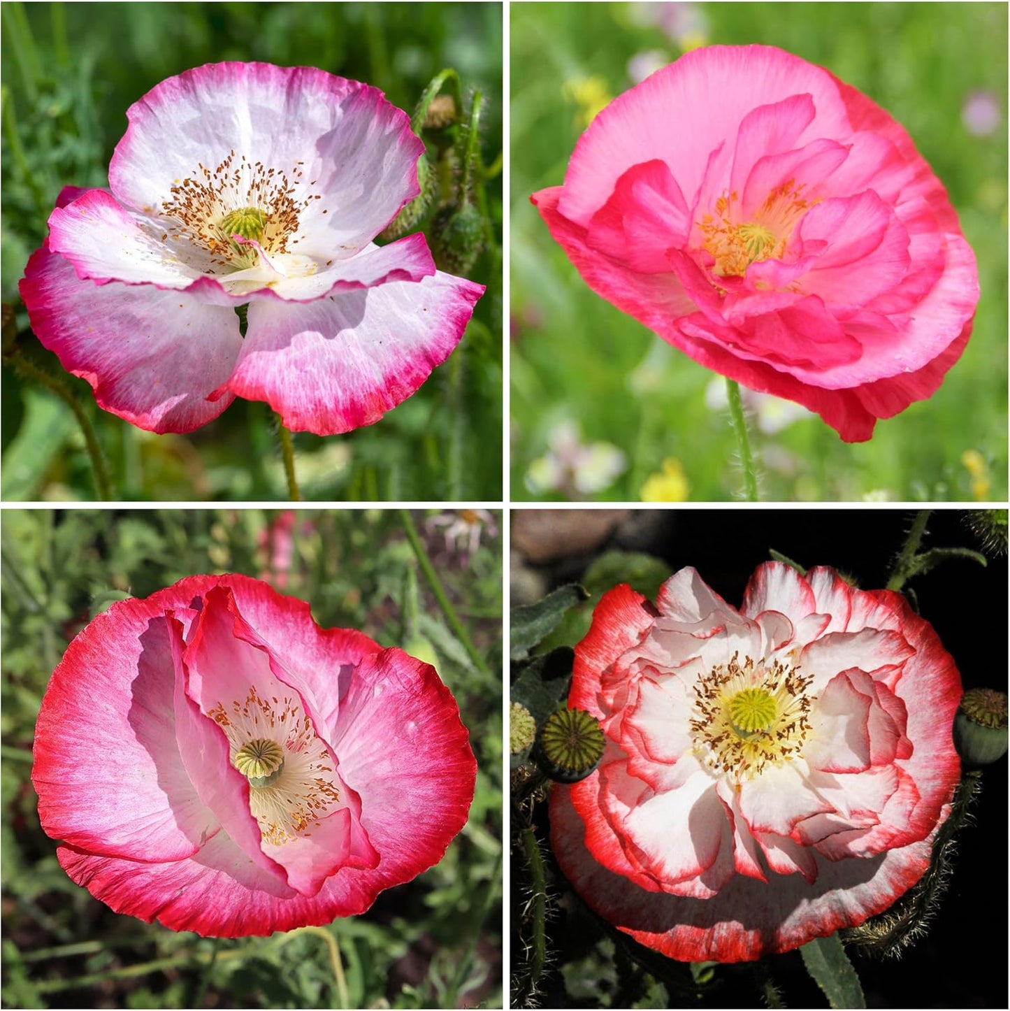 Seed Needs Shirley Mixed Poppy Seeds - 100,000+ Heirloom Papaver Rhoeas | Bulk Double Mixture Blend