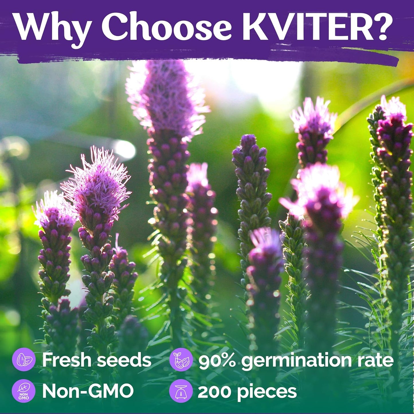KVITER Blazing Star Flower Seeds - Heirloom Non-GMO Gayfeather Pollinator Mix | 200 Perennial Seeds for Native Landscapes