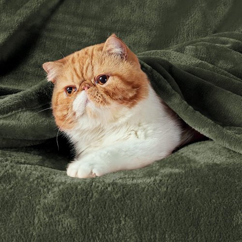 Bedsure GentleSoft Fleece Blanket - Twin Size Olive Green | 300GSM Lightweight Plush Cozy Blanket (60x80 inches)