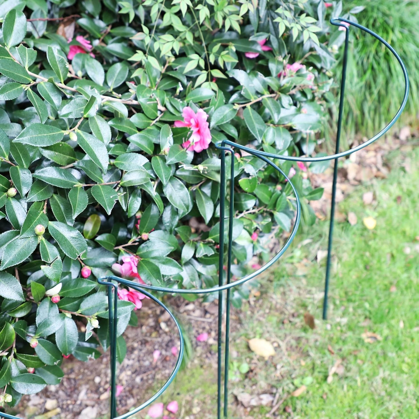 TCBWFY Plant Support Stakes - Heavy Duty 10-Pack Metal Cages for Peony | 10" Wide x 24" High