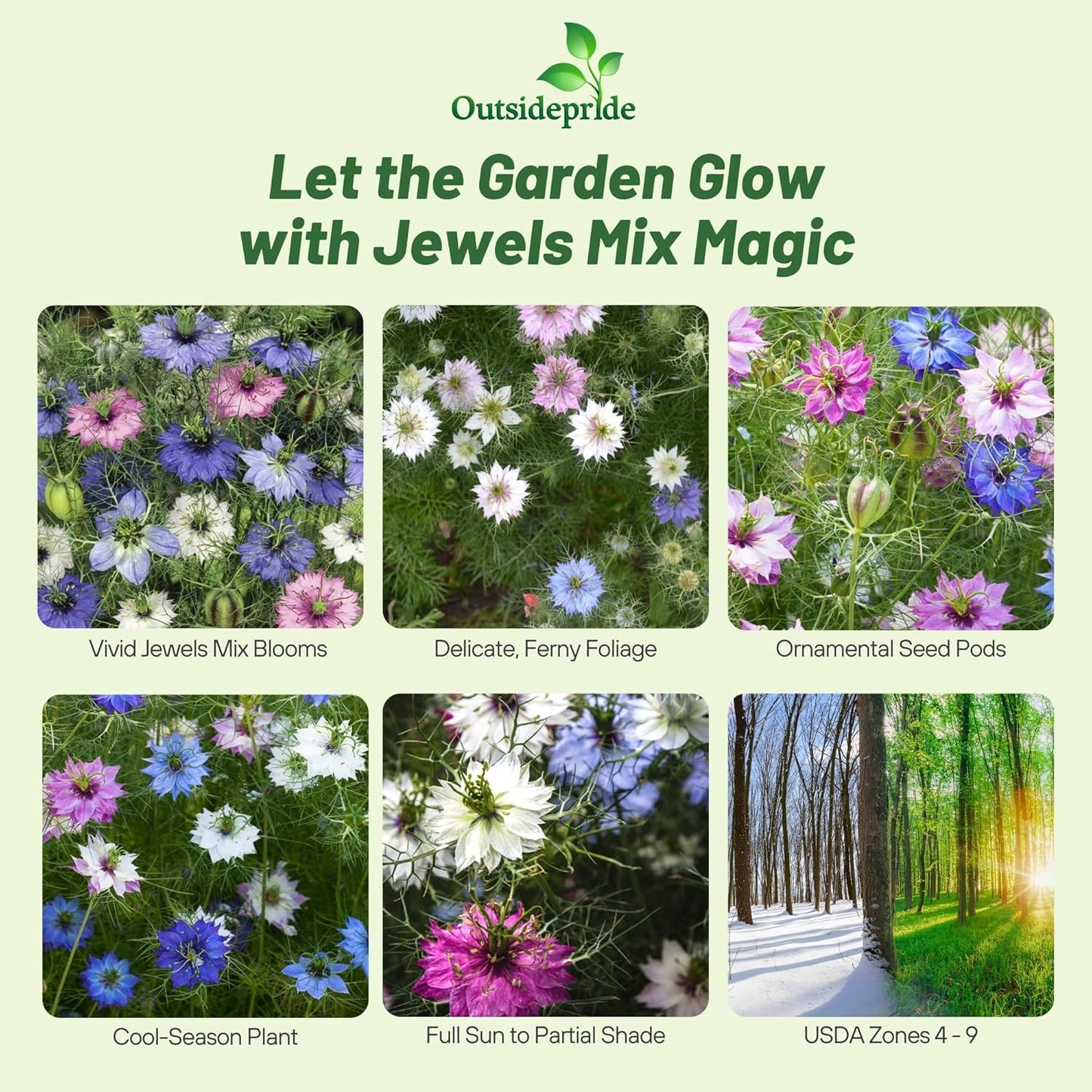 Outsidepride Jewels Mix Nigella Seeds - 1000 Pcs Vibrant Annual Flower Seeds for Stunning Gardens & Arrangements