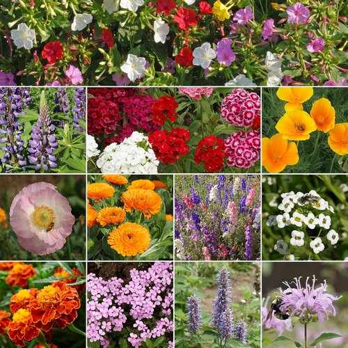 Ferry-Morse Wildflower Seeds Mix - Non-GMO, Deer Resistant Outdoor Flowers - 1 lb Pack