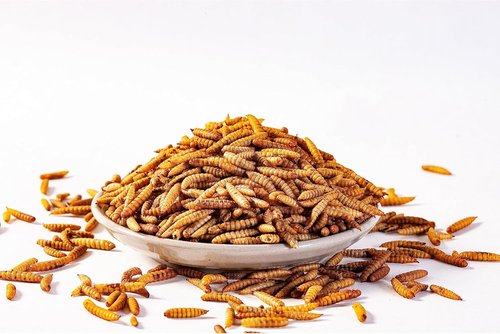 I LOVE WORMS Dried Black Soldier Fly Larvae - 100% Natural Non-GMO Chicken Treat (5lb)