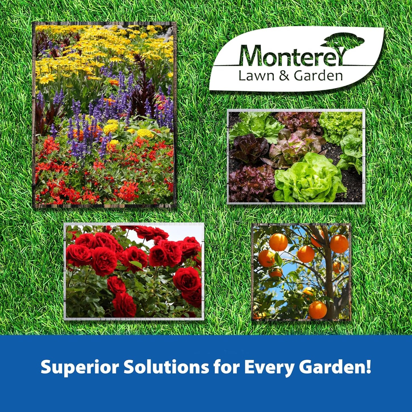 Monterey Spurge Power Herbicide Concentrate - Effective Post Emergent Control - 1 Pint