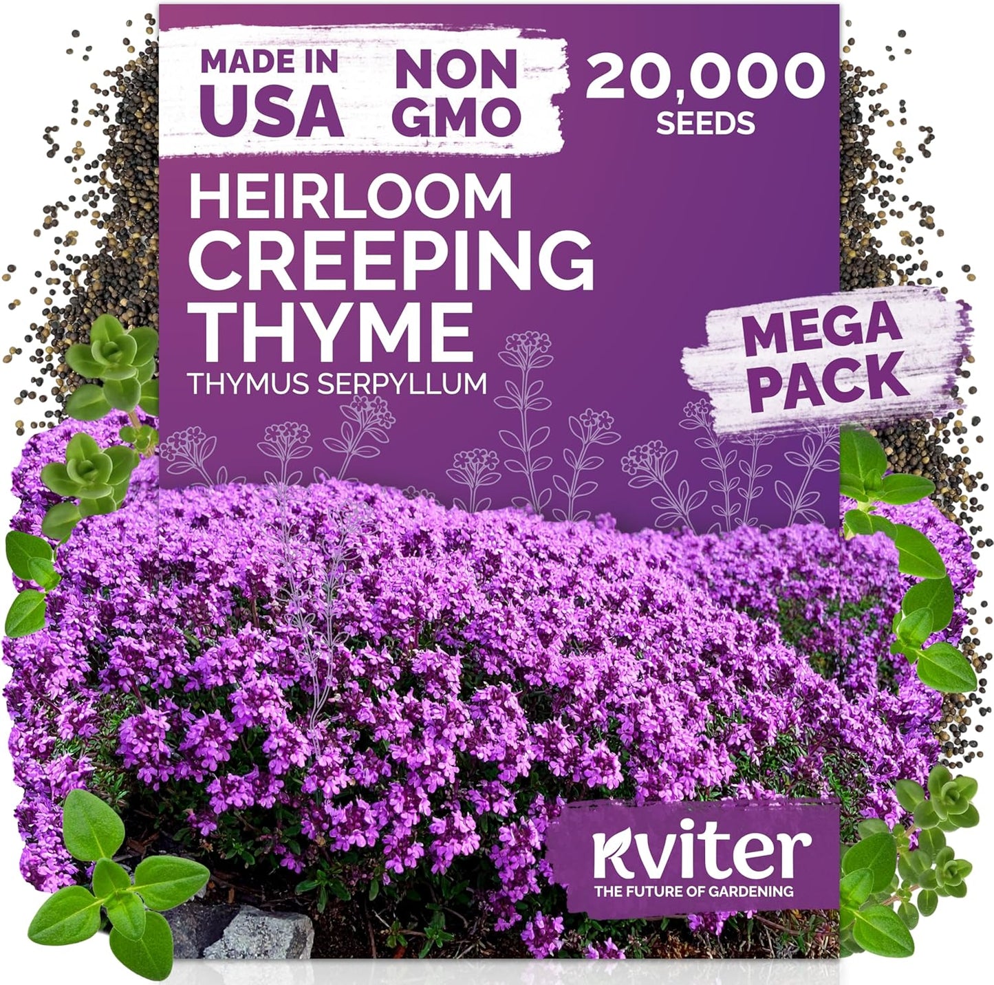KVITER 20,000 Creeping Thyme Seeds - Aromatic Ground Cover & Purple Perennial Flower Seeds for Gardens