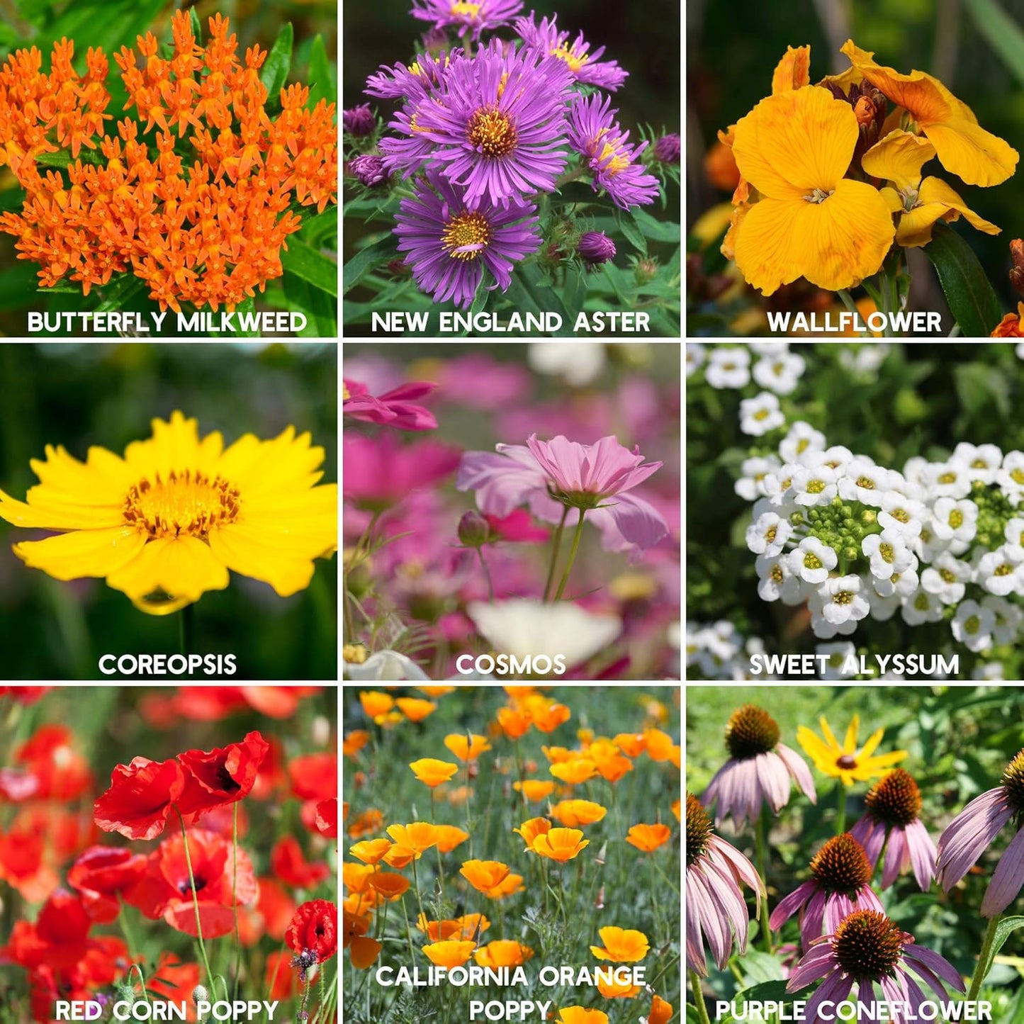 Wildflower Seeds | Save The Bees Mix - 80,000+ Non-GMO Seeds in 2 Oz. for Pollinator-Friendly Planting