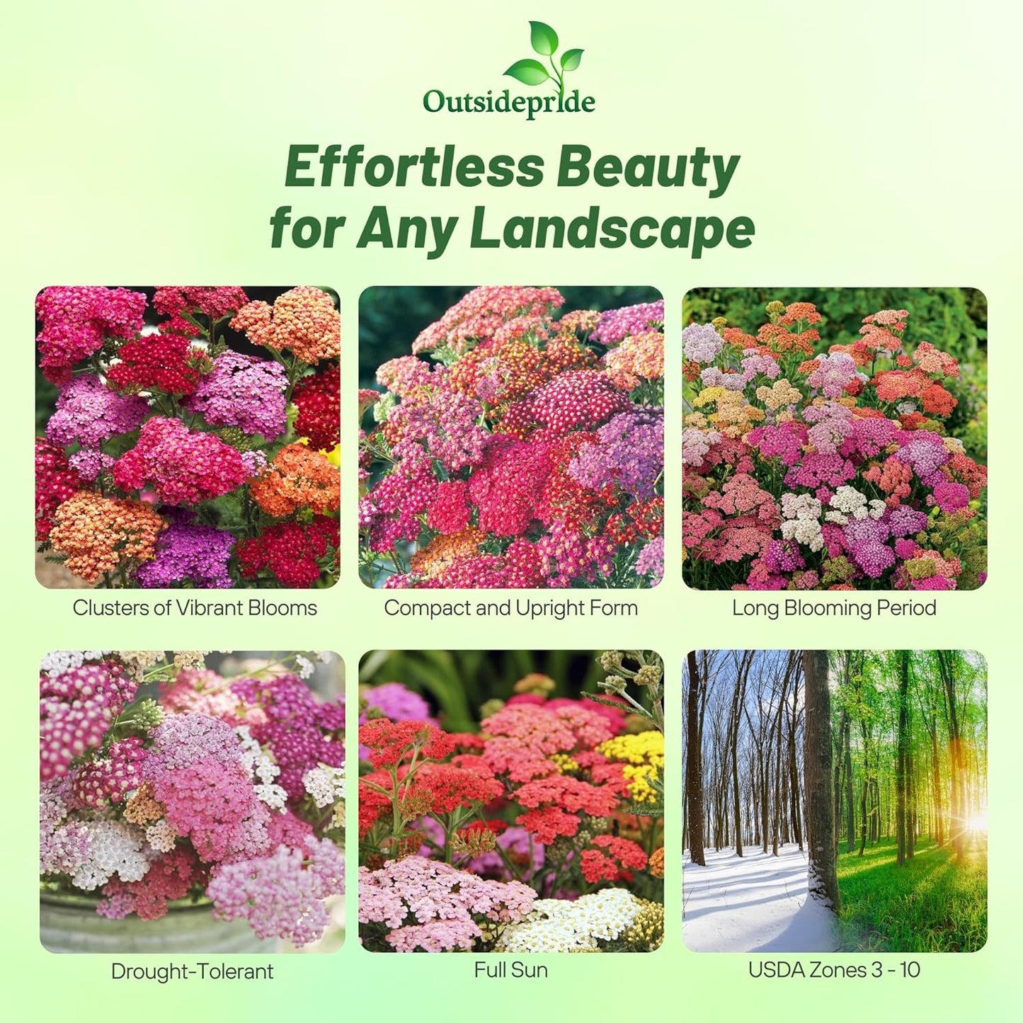 Outsidepride Summer Berries Mix Yarrow Seeds - 1000 Pcs | Perennial, Drought-Tolerant Flower Seeds for Vibrant Blooms