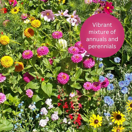 Earth Science Wildflower Seed Mix - 3-in-1 Premium Blend for Butterflies & Hummingbirds | 6 lb Non-GMO