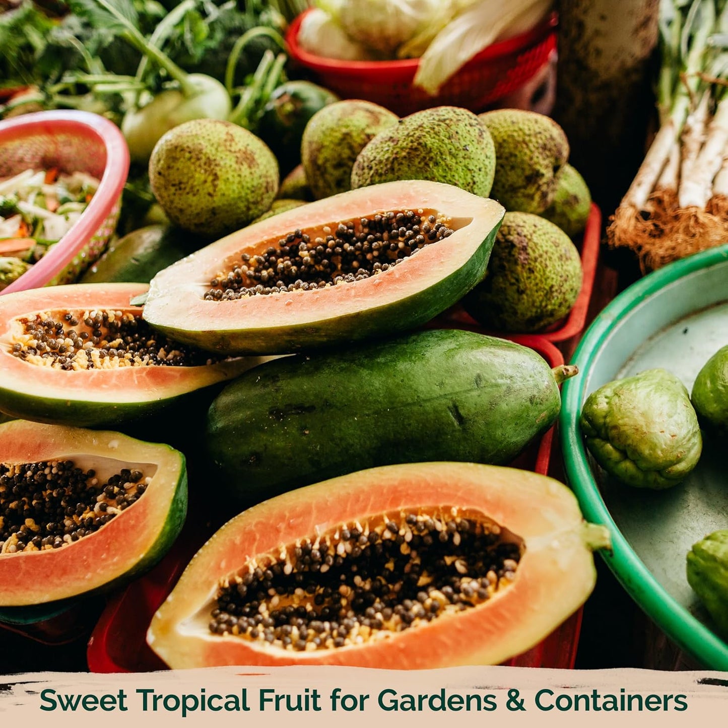 KVITER 20 Waimanalo Dwarf Papaya Seeds - Heirloom, Non-GMO, Fast-Bearing Organic Fruit Seeds for Indoor & Outdoor Gardens