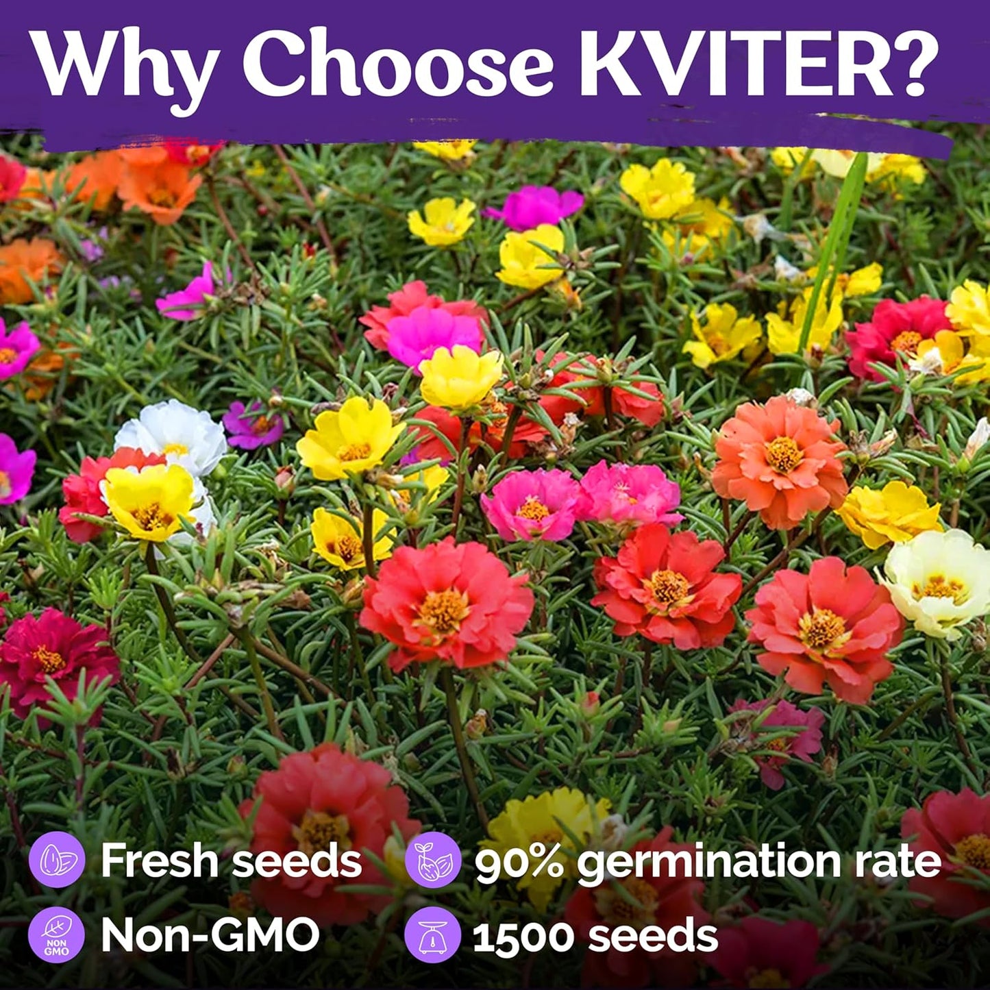 KVITER 15,000 Mix Moss Rose Seeds - Heirloom Flowering Ground Cover for Vibrant Gardens | Portulaca Grandiflora