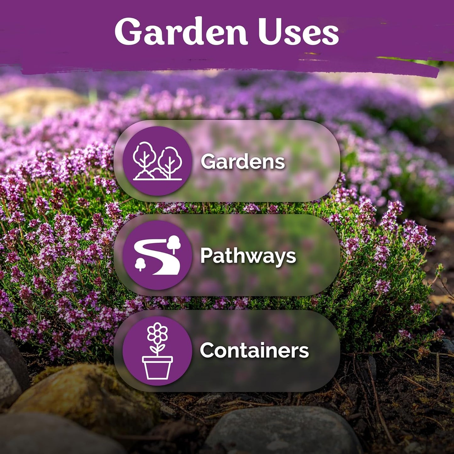 KVITER 20,000 Creeping Thyme Seeds - Aromatic Ground Cover & Purple Perennial Flower Seeds for Gardens