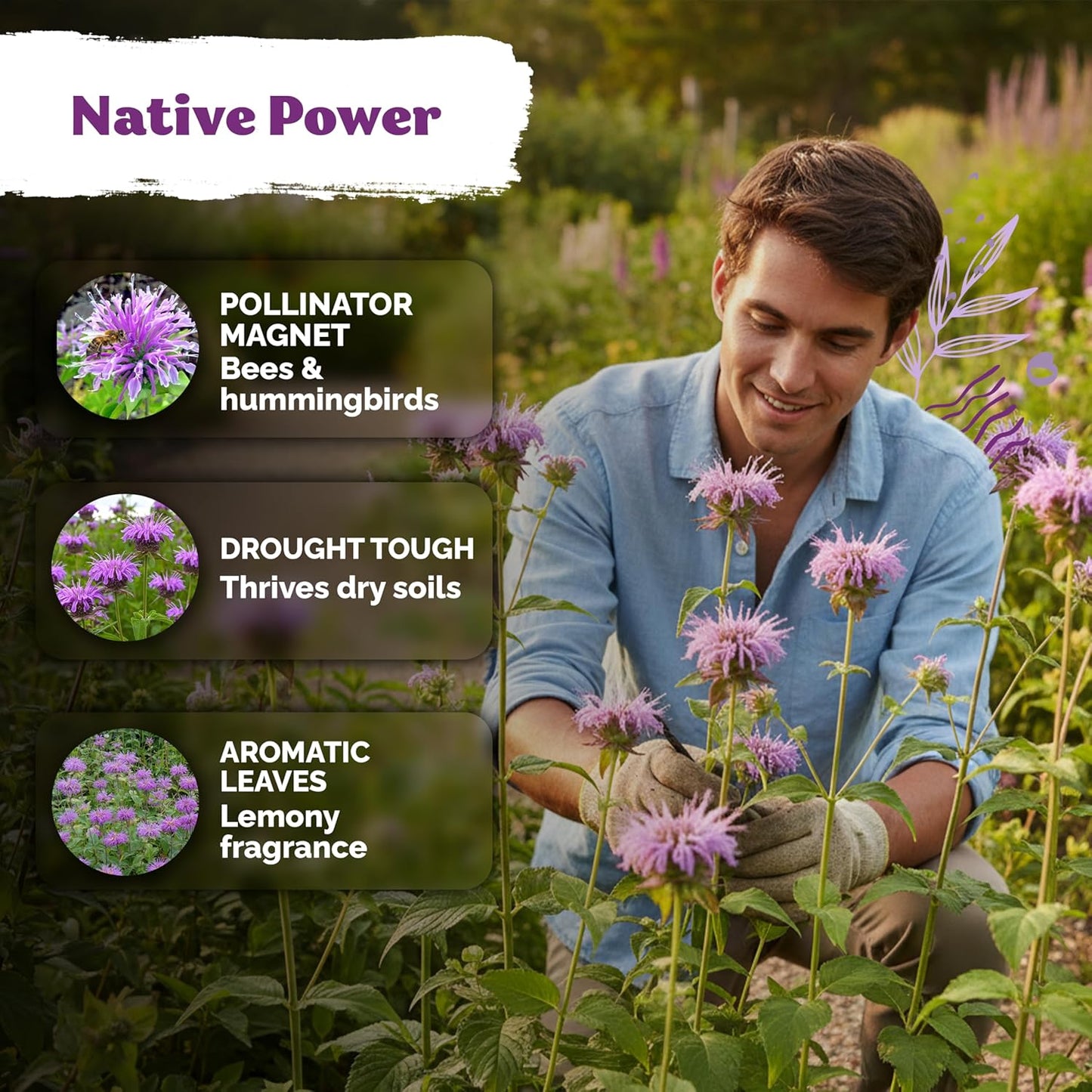 KVITER Wild Bergamot Seeds (Monarda Fistulosa) - Organic Non-GMO Pollinator Magnet | 1,000 Perennial Flower Seeds for Your Garden