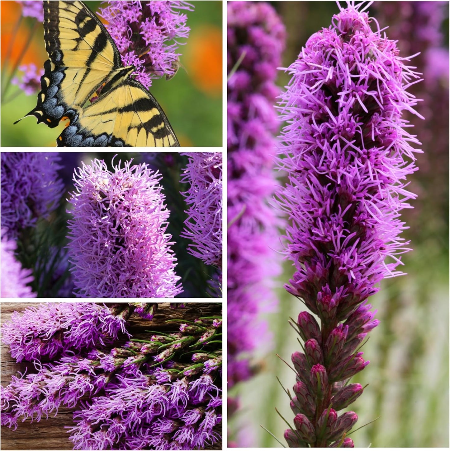 Seed Needs Gayfeather Seeds - 500 Heirloom Liatris Spicata Seeds for Pollinator-Friendly Gardens