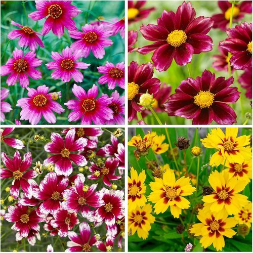 Coreopsis | 2000+ Non-GMO Dwarf Wild Flower Seeds for Outdoor Planting - Perennial Blooming Garden
