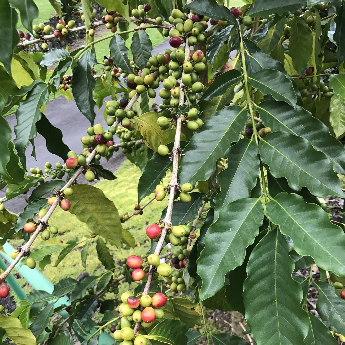 River Moon Coffee, Kona Coffee Whole Bean, Medium Roast, 2 lbs, Kona Waves Hawaiian Blend, Sustainably Farmed, 100% Arabica