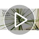6ft Dracaena Marginata Artificial Tree - 3-Head Faux Dragon Tree with Realistic Leaves & Natural Twisted Trunk - Variation of 6ft 1in