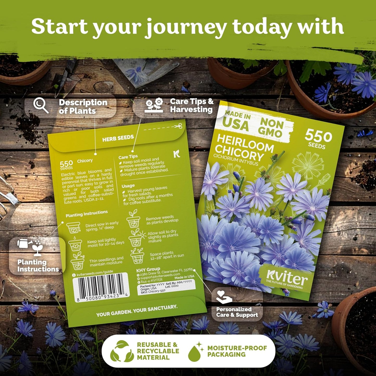 KVITER 550 Chicory Seeds - Heirloom Cichorium Intybus for Planting | Bulk Wildflower Seed Packets