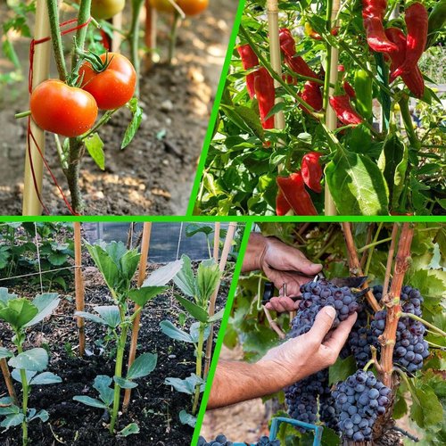 Bamboo Garden Stakes - 70 Pcs Natural 4 Feet Plant Support Sticks for Tomatoes, Beans & Climbing Plants