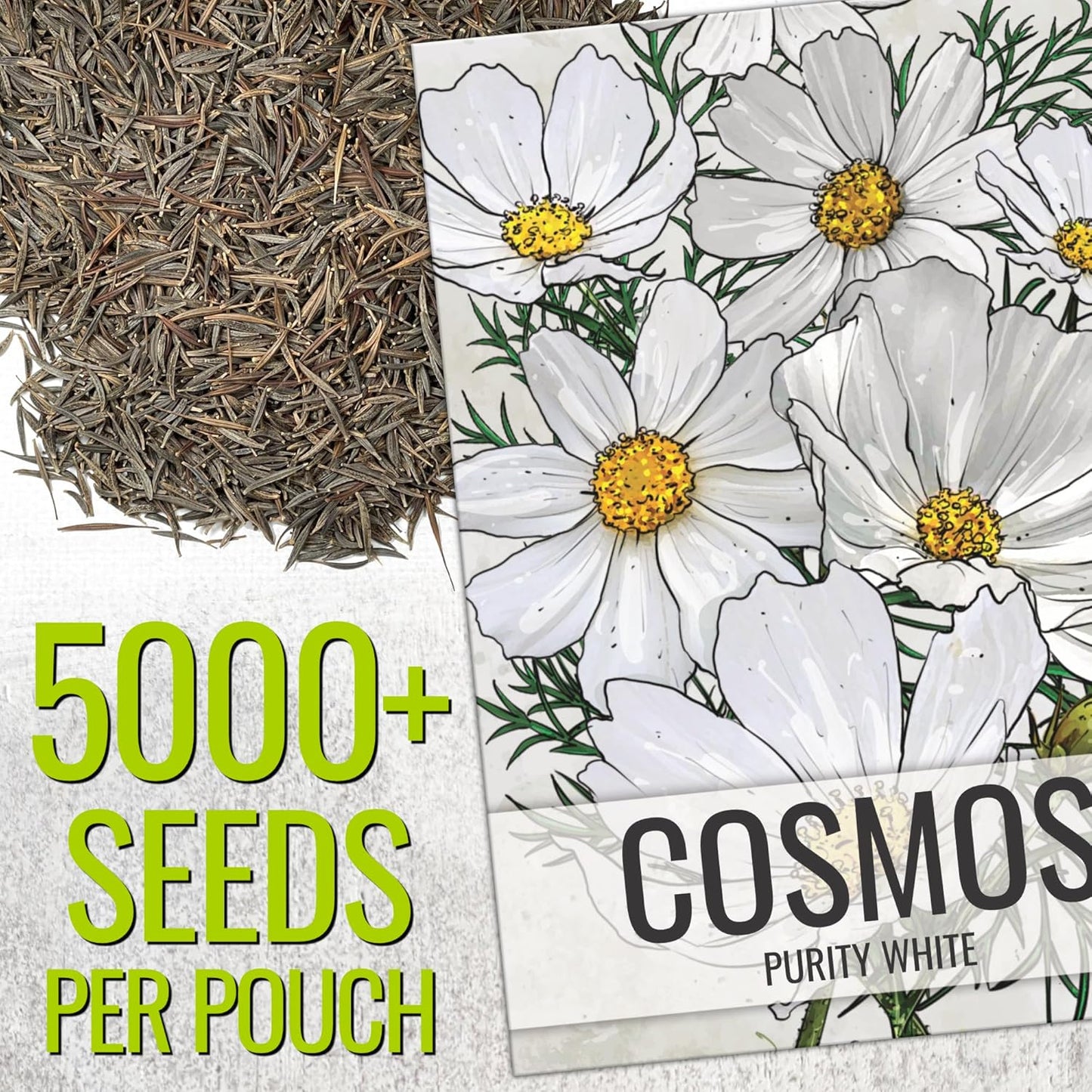 Seed Needs Cosmos Seeds - White Purity Variety Flowering Seeds | 5,000+ Heirloom Cosmo Bipinnatus | Large White Blooms Attract Butterflies & Pollinators