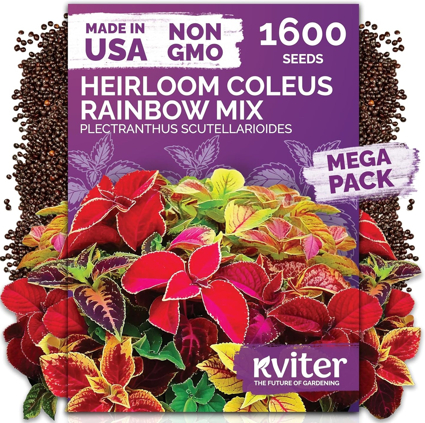 KVITER Rainbow Coleus Seeds - Non-GMO Heirloom Garden Seed Packets for Indoor/Outdoor Planting | 1600 Count