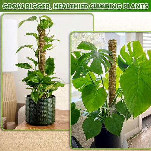 DUSPRO Natural Stackable Moss Pole - Monstera Plant Support Sticks | 22" Handmade Indoor Plant Stakes (2 Pcs)